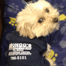Dog — mechanic in Cinnaminson, NJ Dog — mechanic in Cinnaminson, NJ