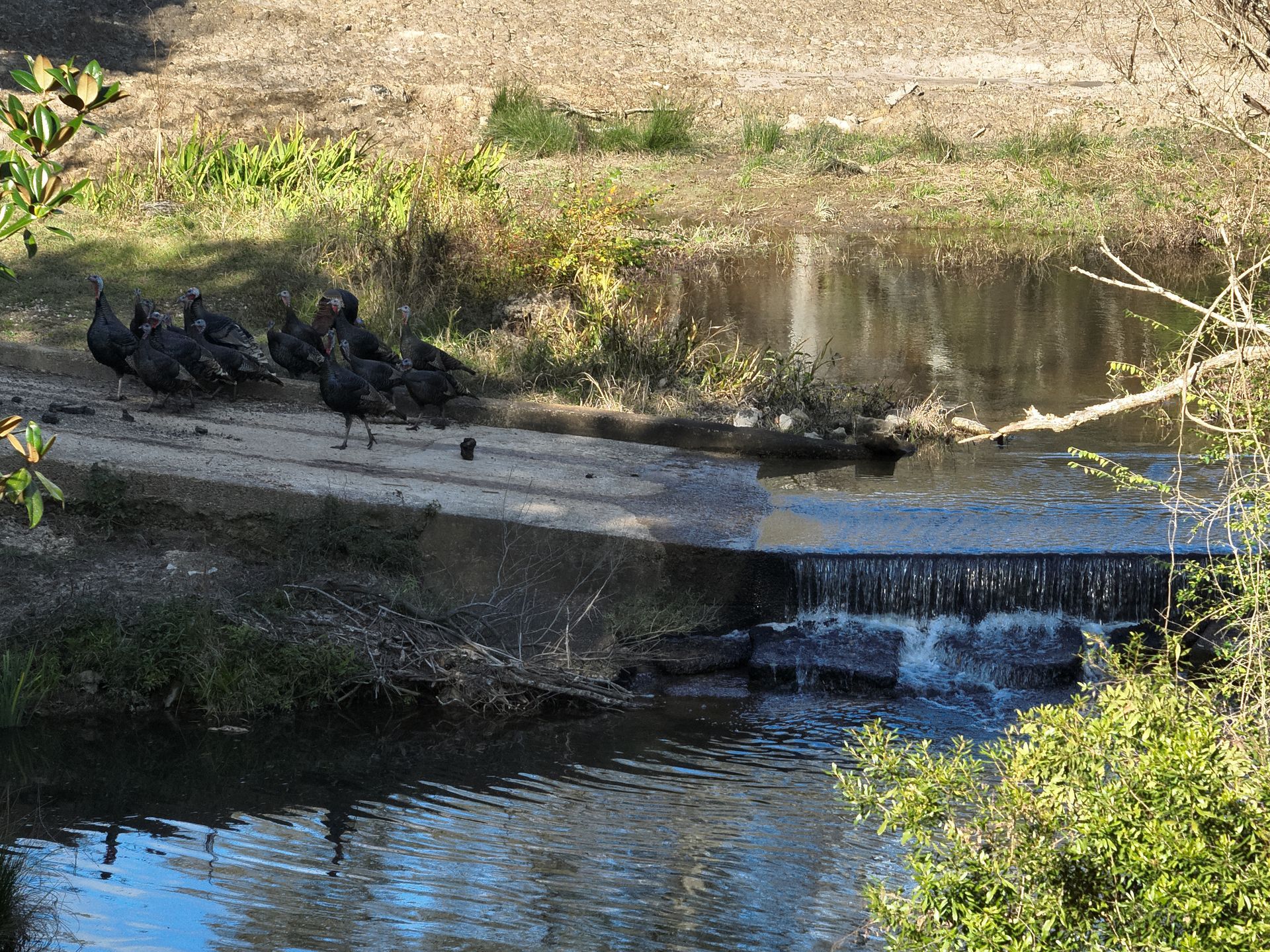 A group of black ducks stands on a concrete ledge beside a small stream and waterfall.