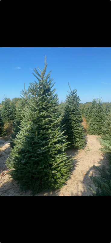 A sunny field of lush green Christmas trees on a clear day. In Traverse City,MI
