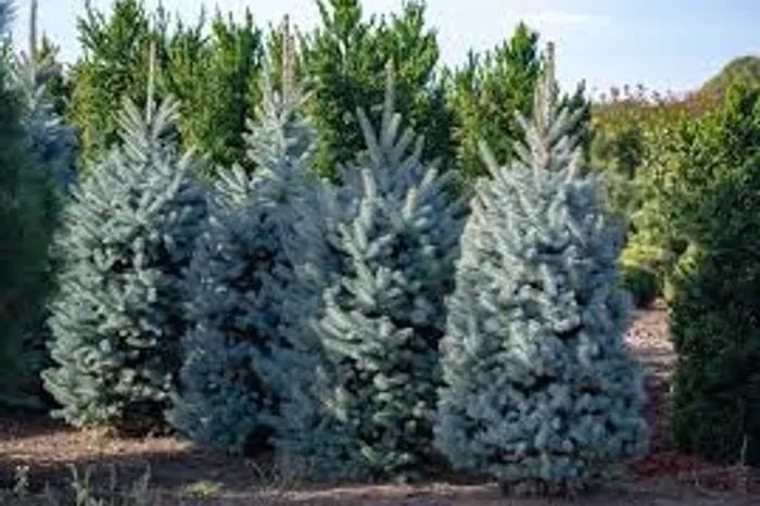 Blue Spruce