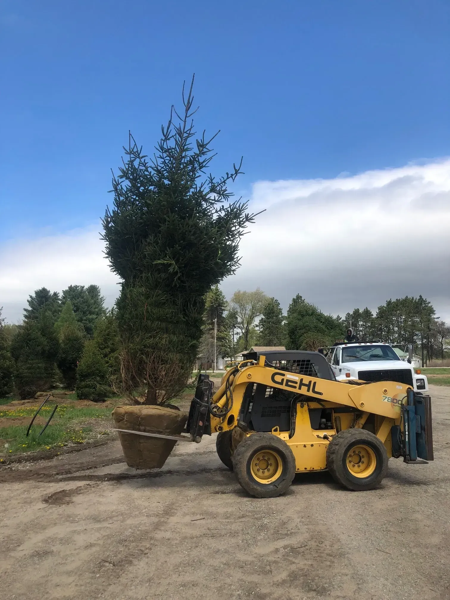  yellow tractor is carrying a large tree