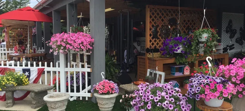 colorful flowers 