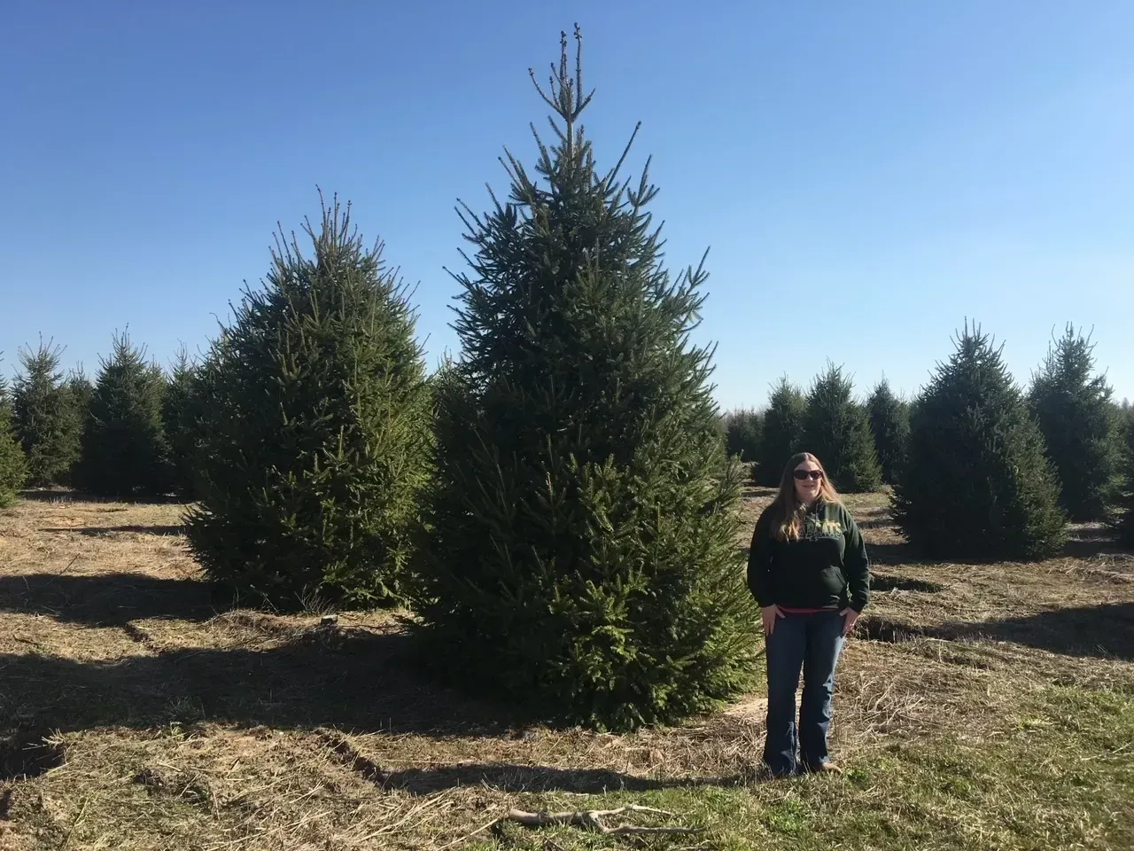 Norway Spruce original
