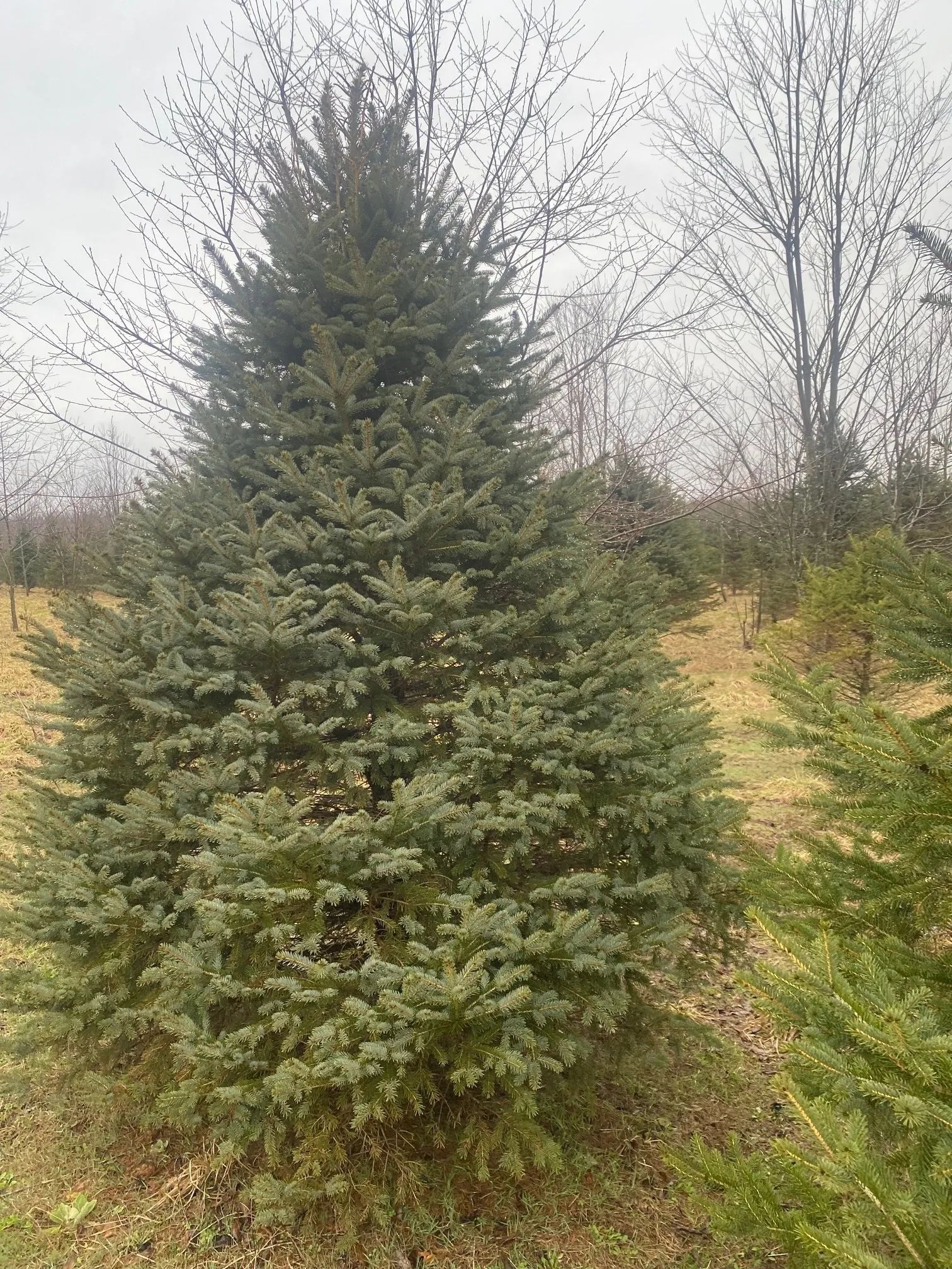 tree Services 10