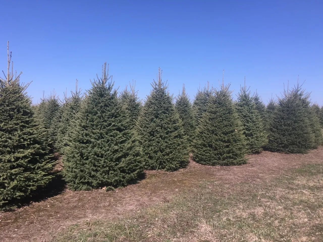 tree Services 11