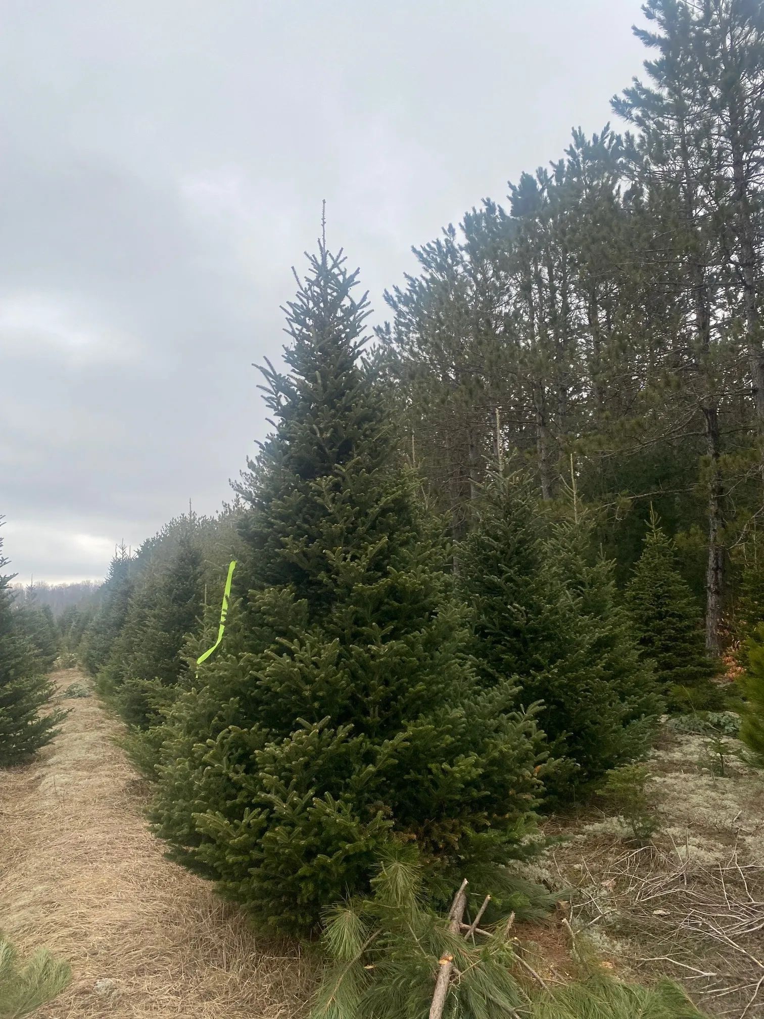 tree Services 12