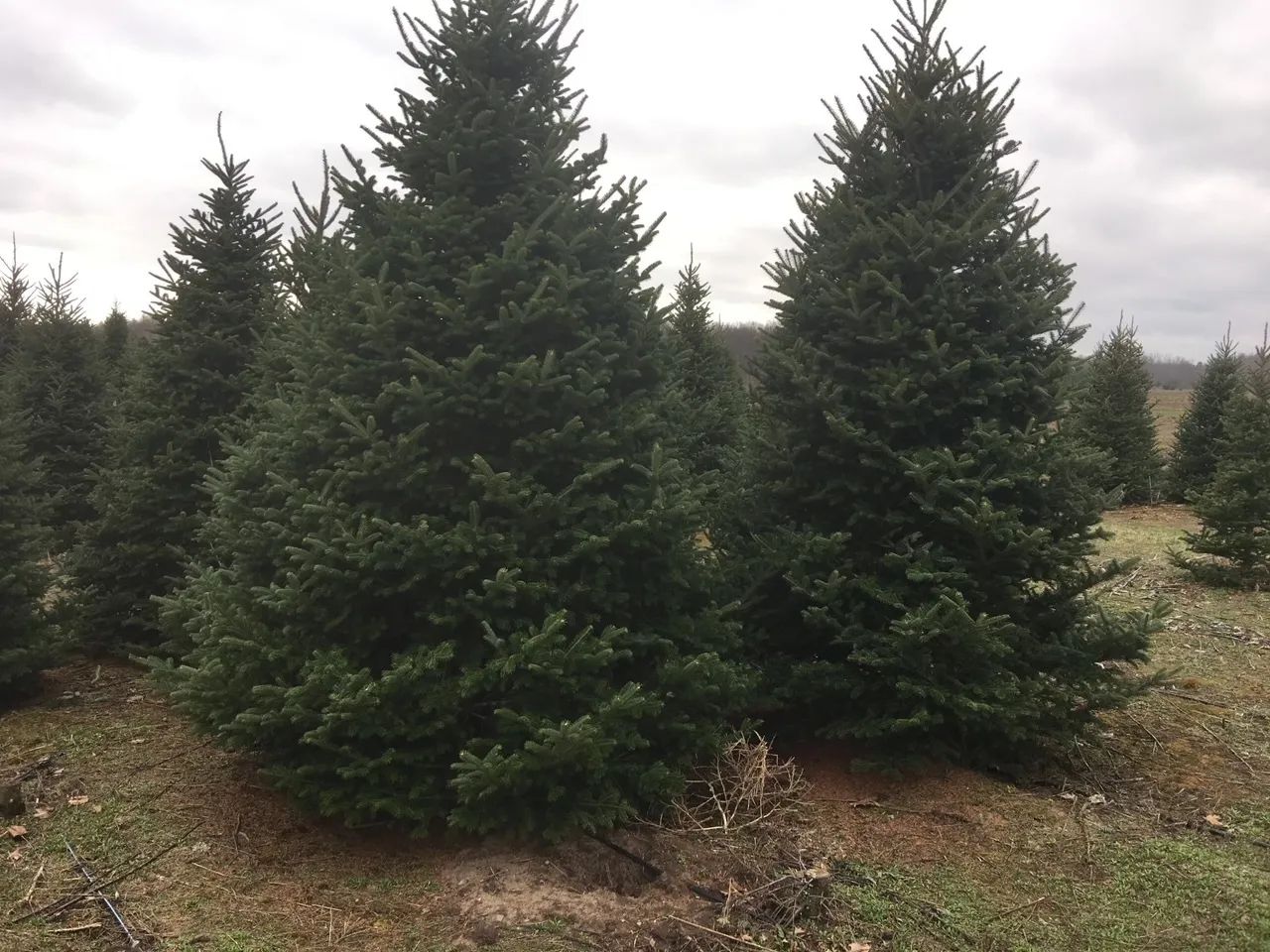 tree Services 13