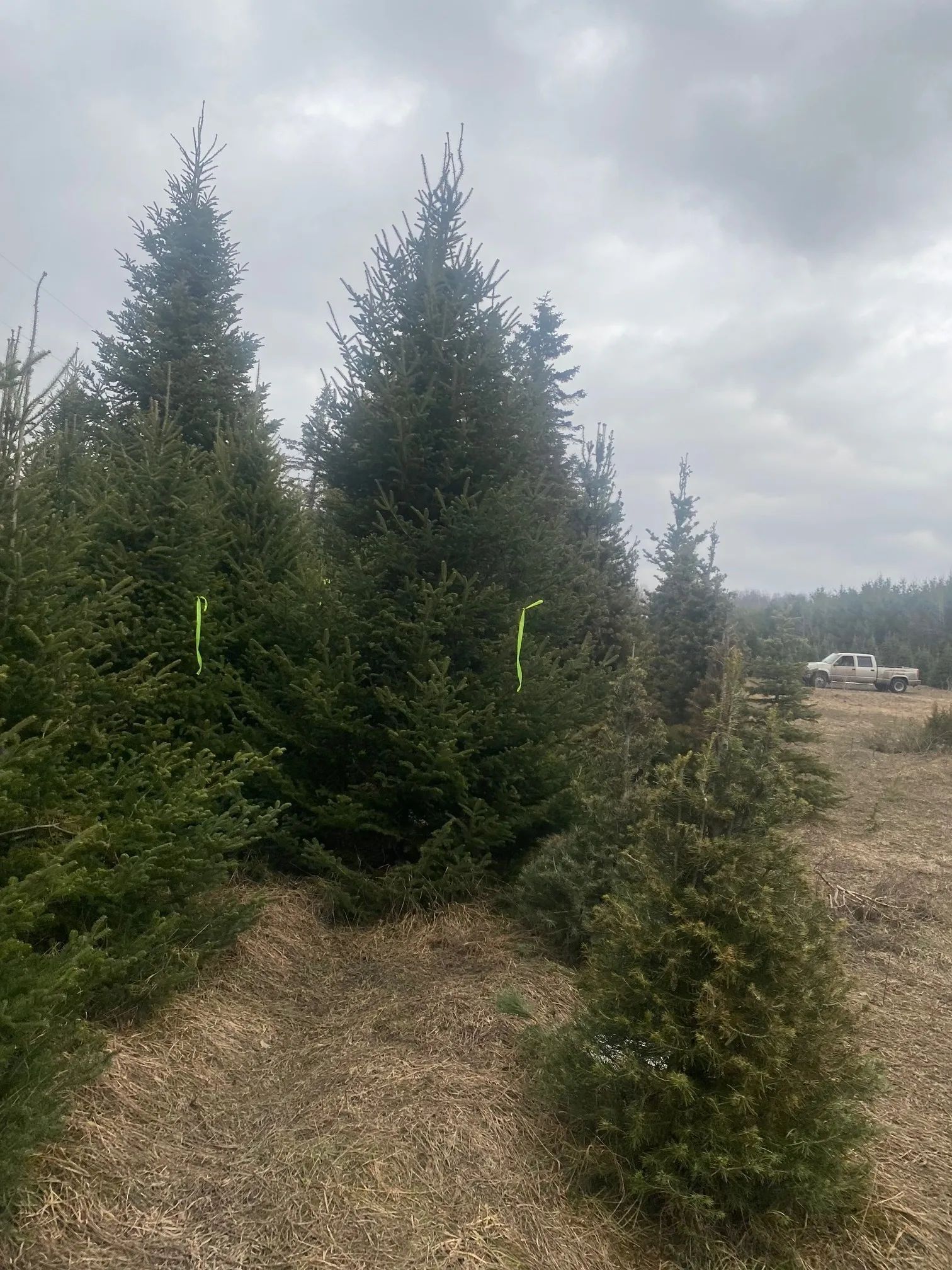 tree Services 14