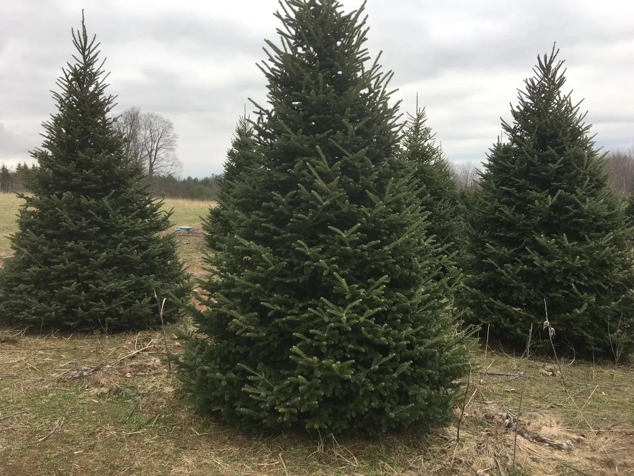 tree Services 15

