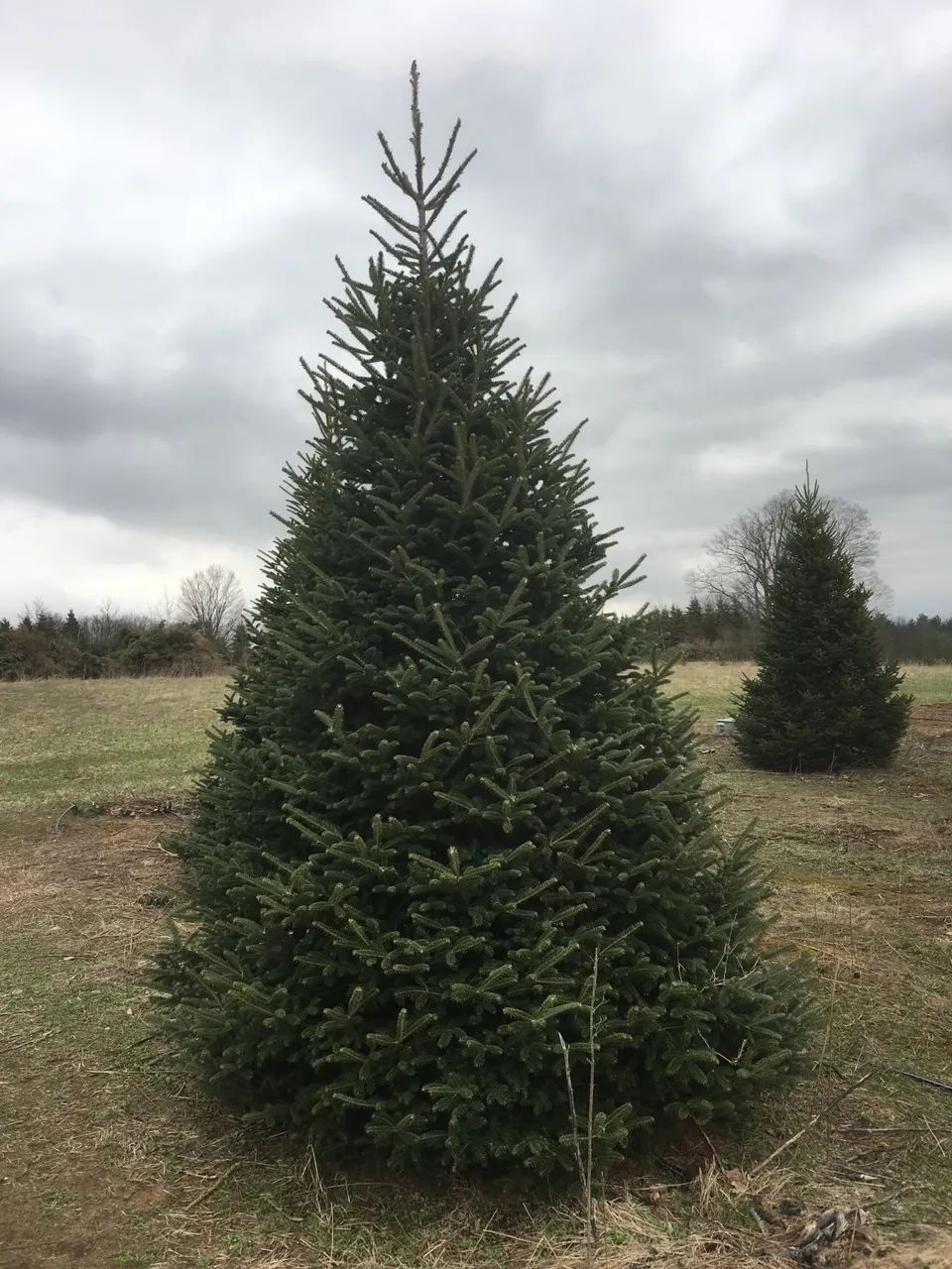 tree Services 16