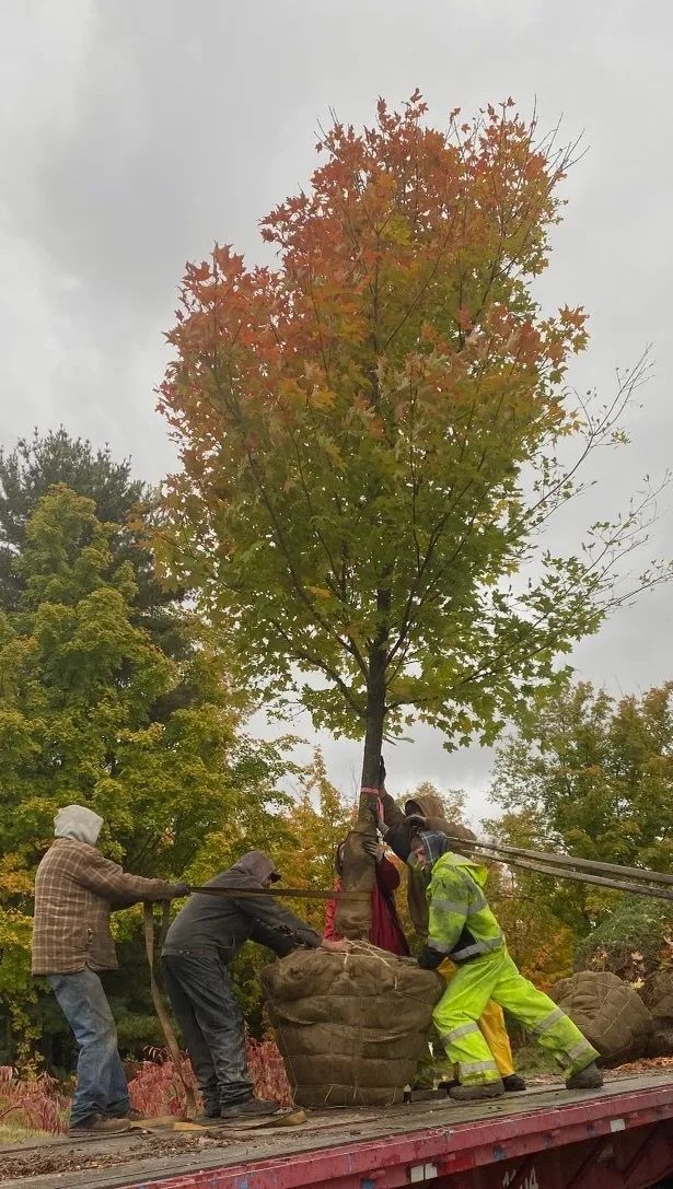 tree Services 18