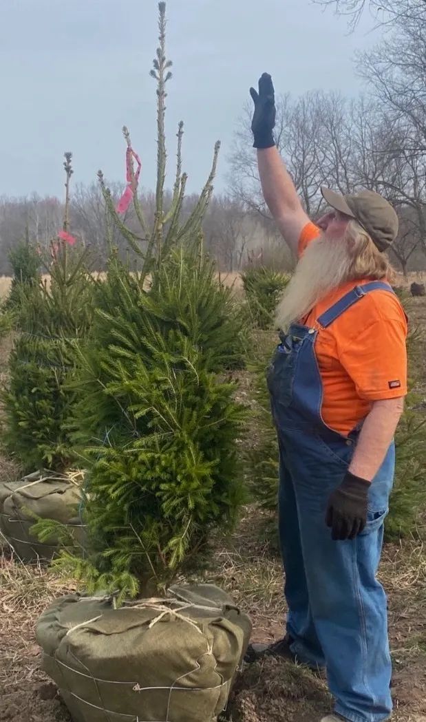 tree Services 21