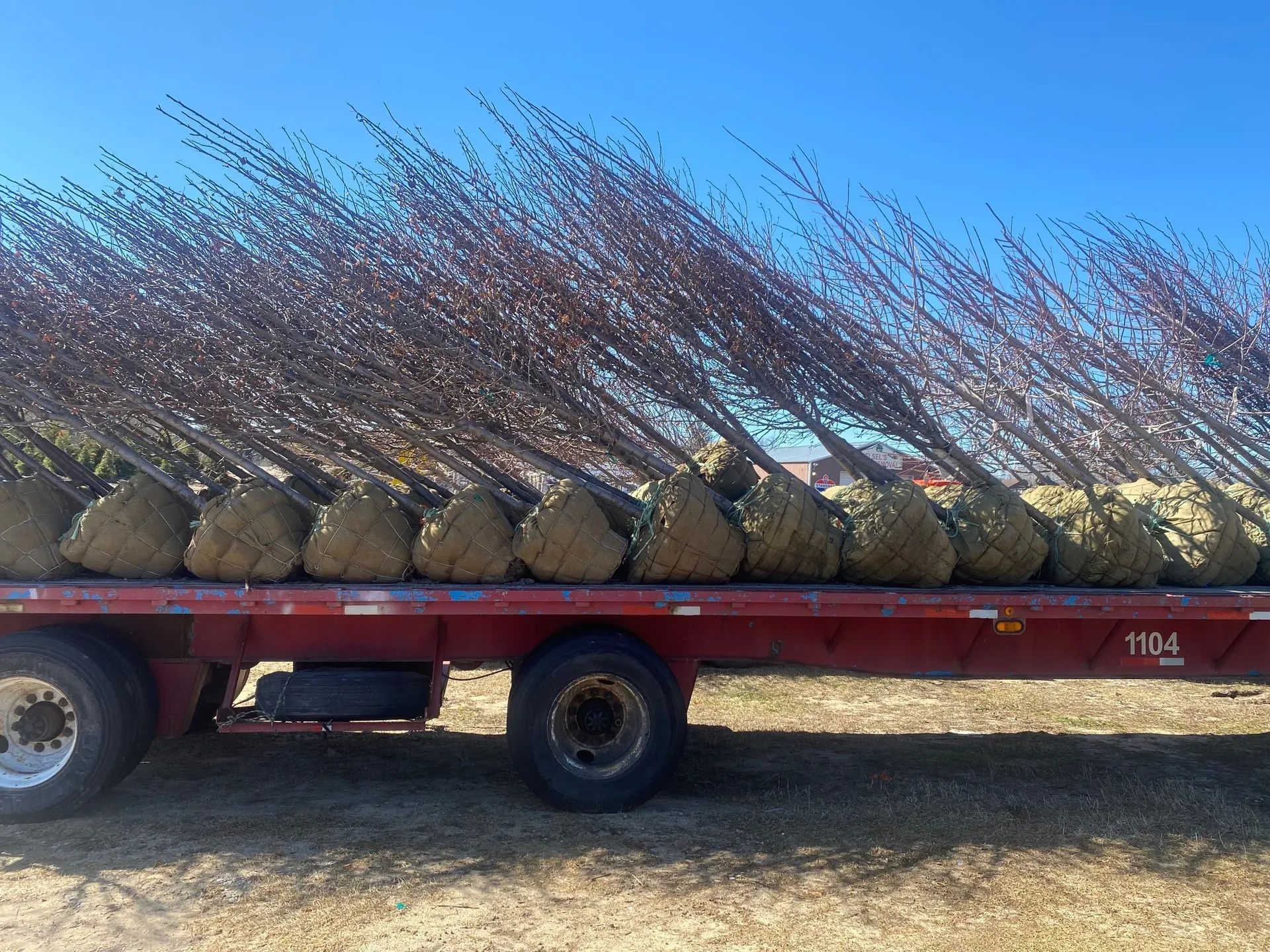 tree Services 24