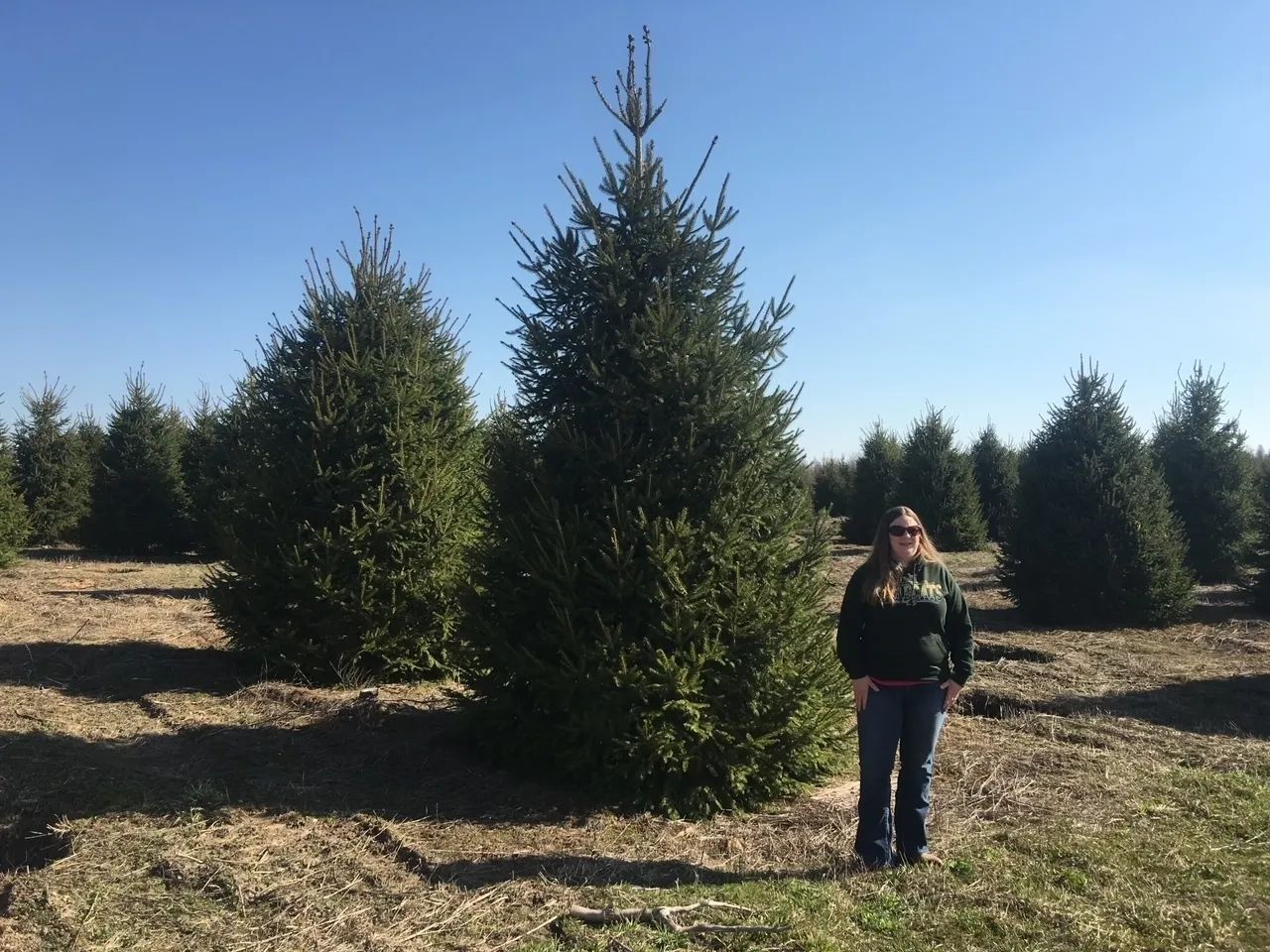 tree Services 26