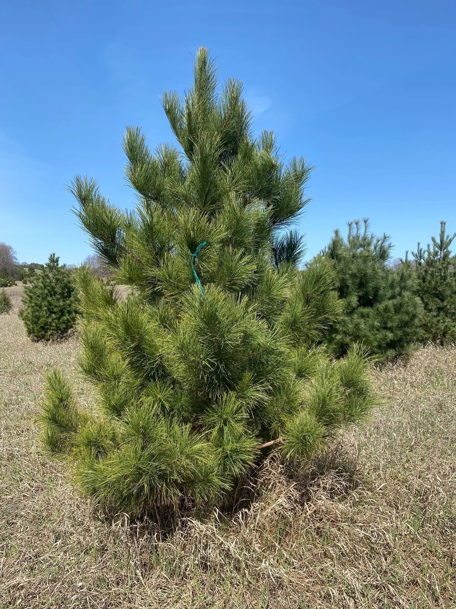 tree Services 27