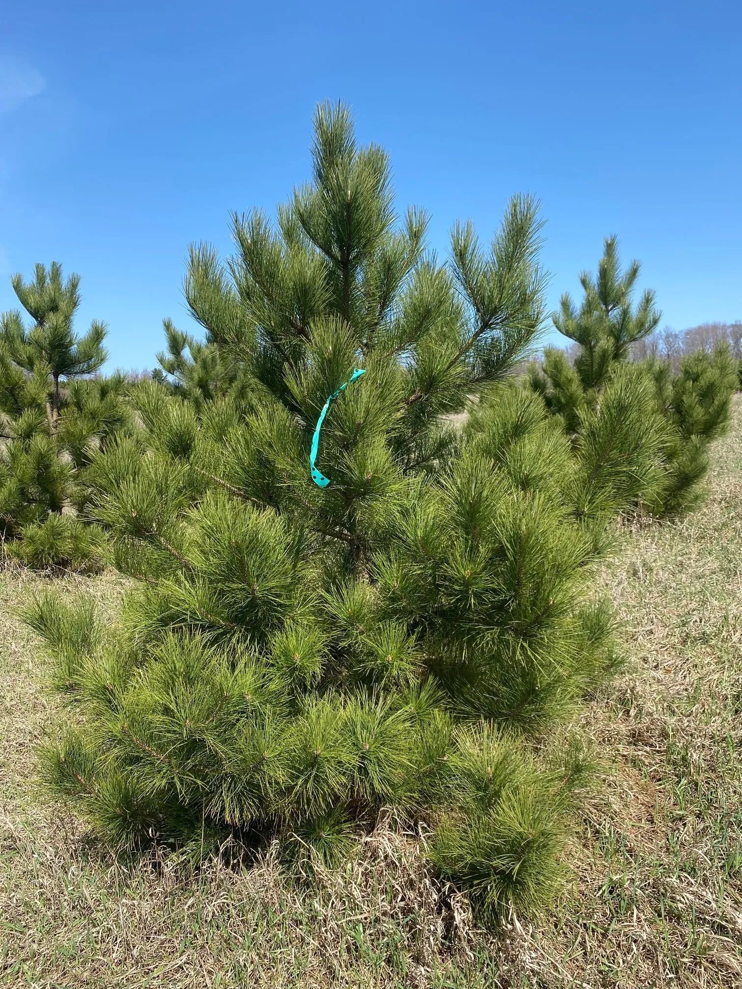 tree Services 28