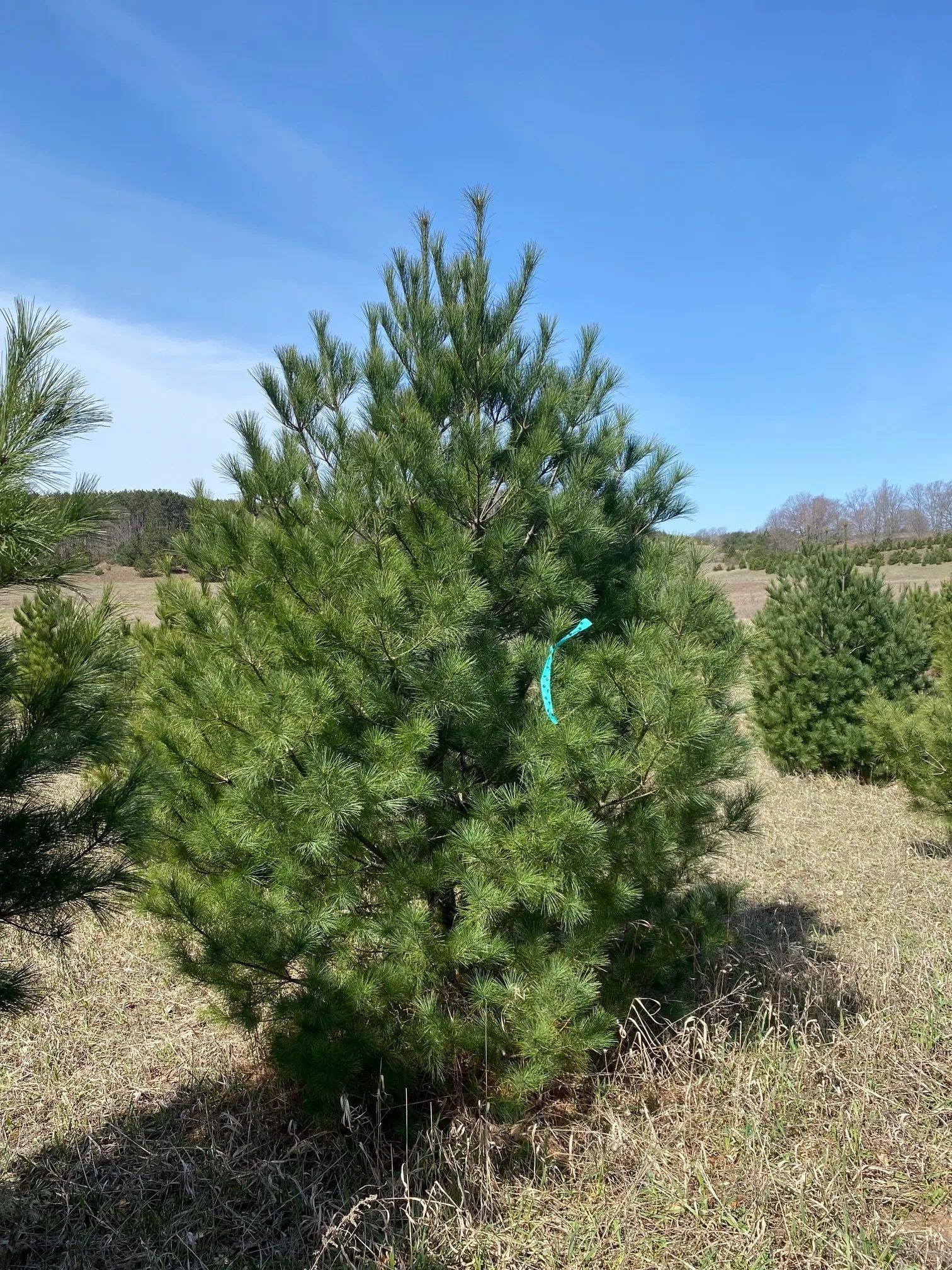 tree Services 29
