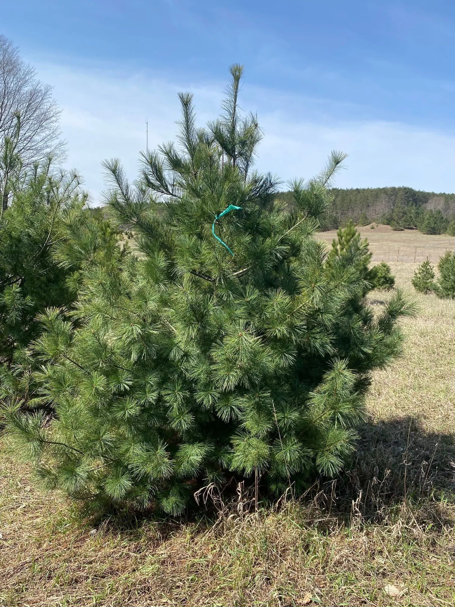 tree Services 30