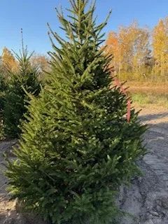 tree Services 36