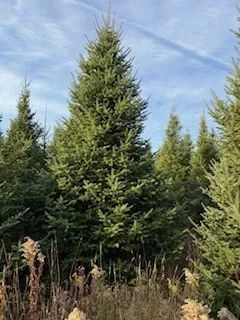 tree Services 37