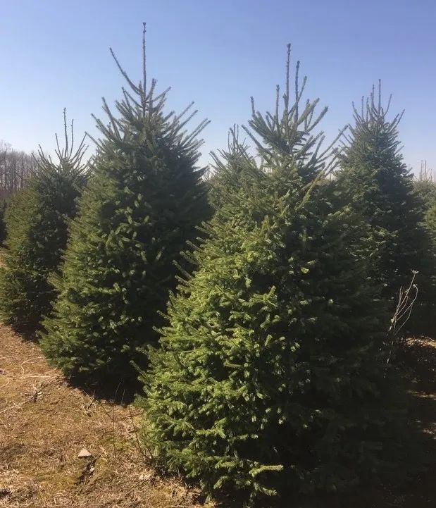 tree Services 4