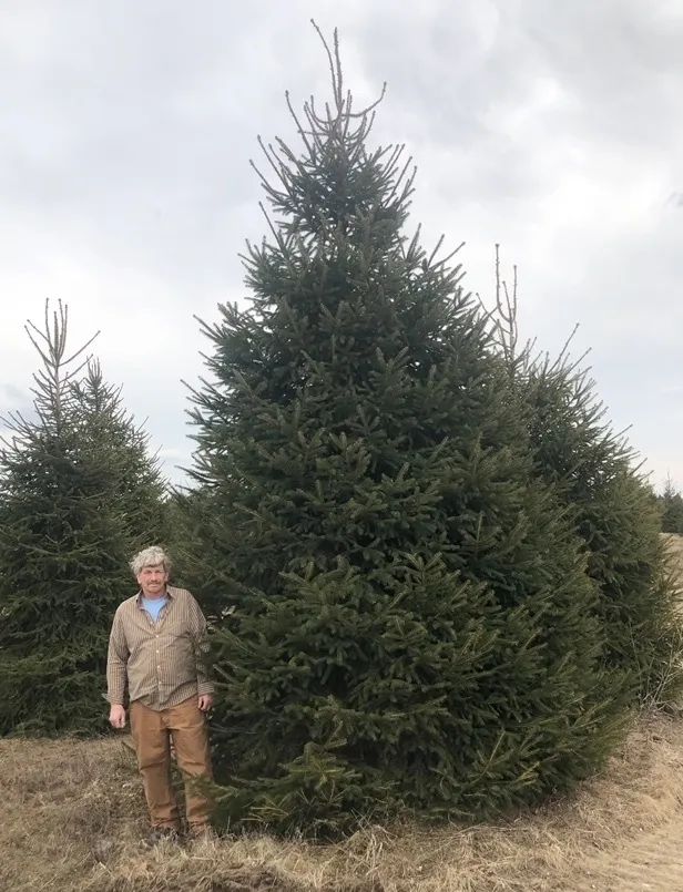 tree Services 5