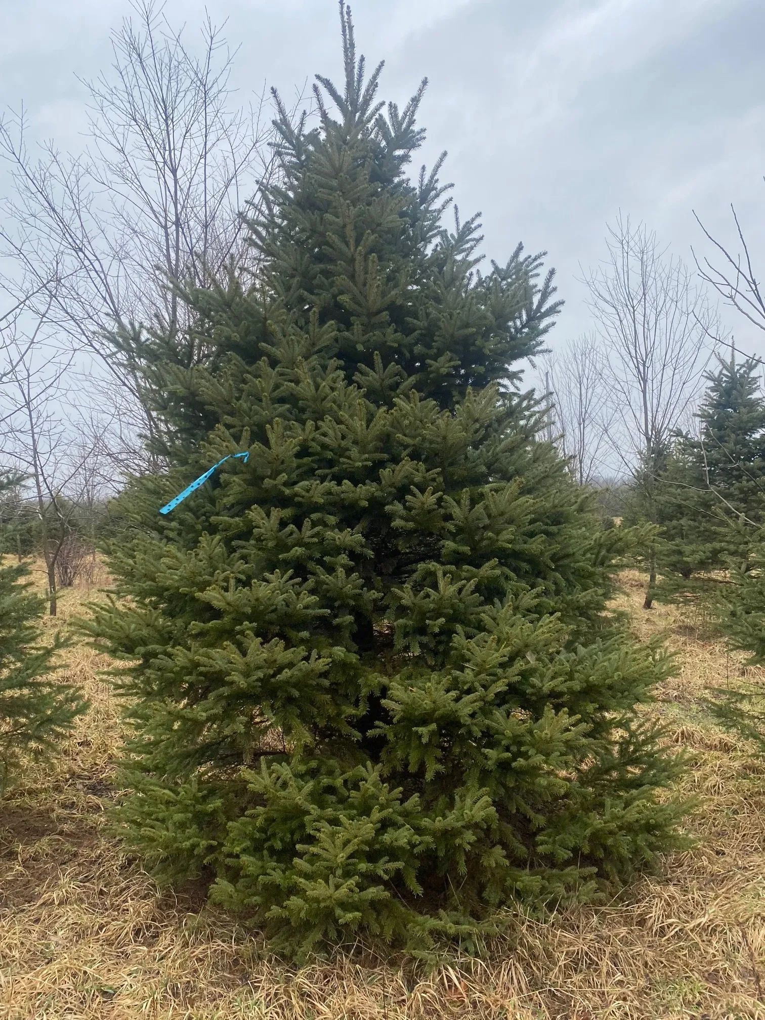 tree Services 6