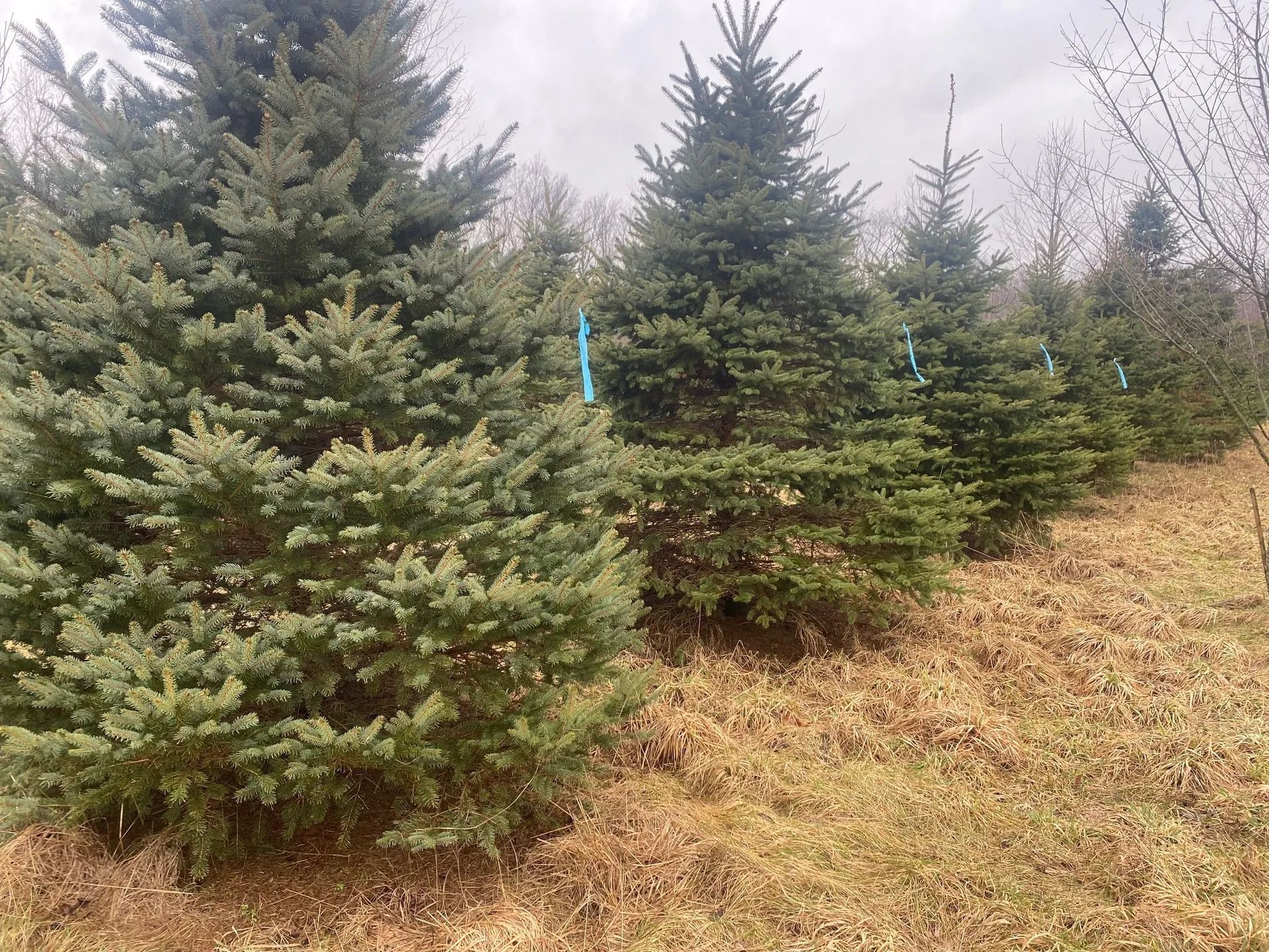 tree Services 7