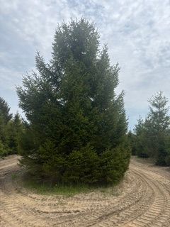 Tall evergreen tree in a dirt lot, surrounded by smaller pines under a cloudy sky