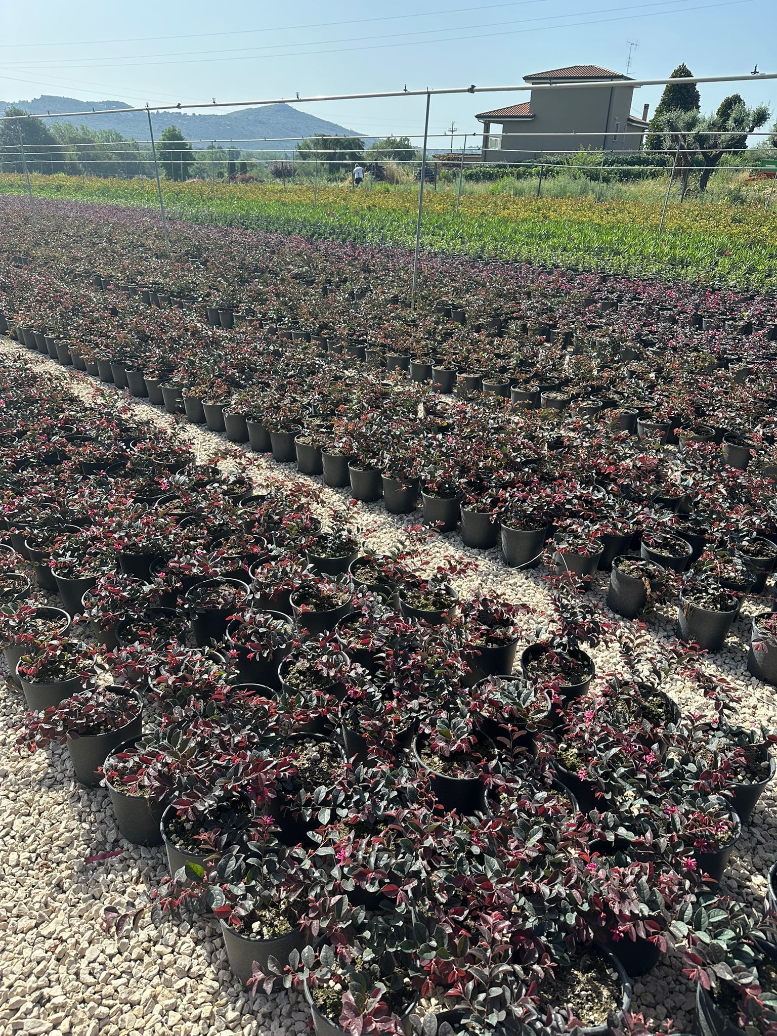 File di piante in vaso con foglie rosso scuro in un vivaio; sullo sfondo una zona residenziale.