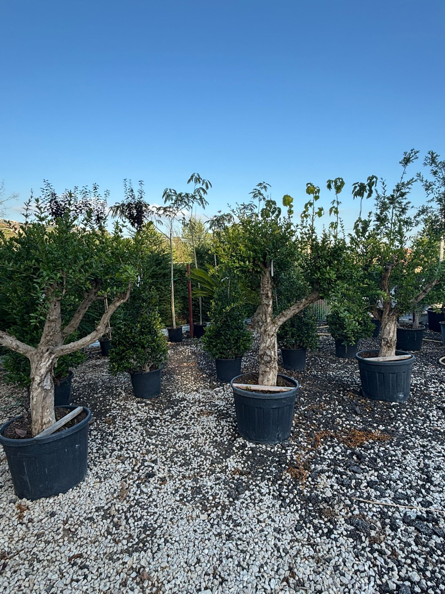Bonsai in vasi neri su un letto di ghiaia bianca, sotto un cielo azzurro e terso.