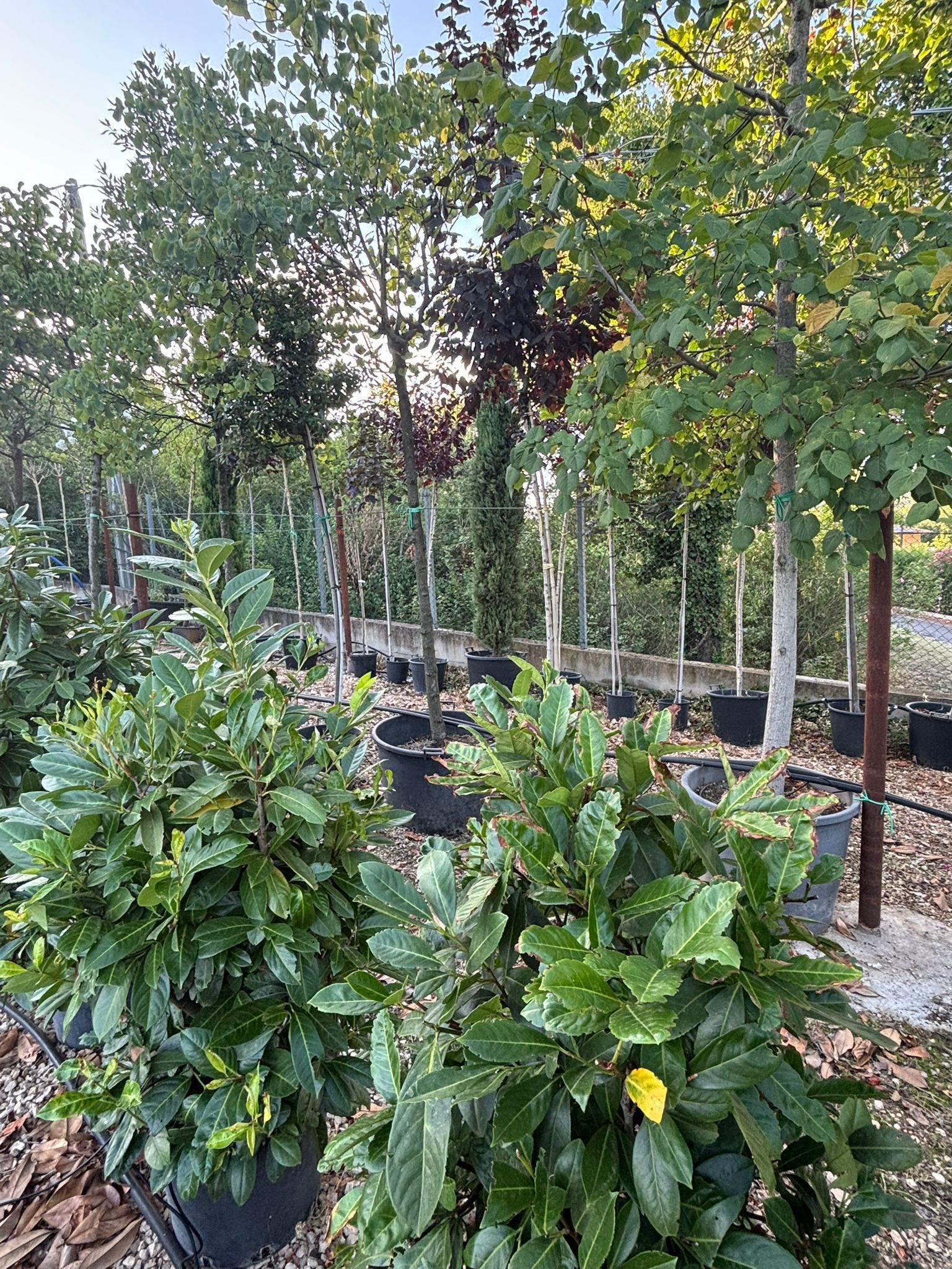 Alberi e arbusti in vasi neri in un vivaio, fogliame verde in primo piano, giornata di sole.