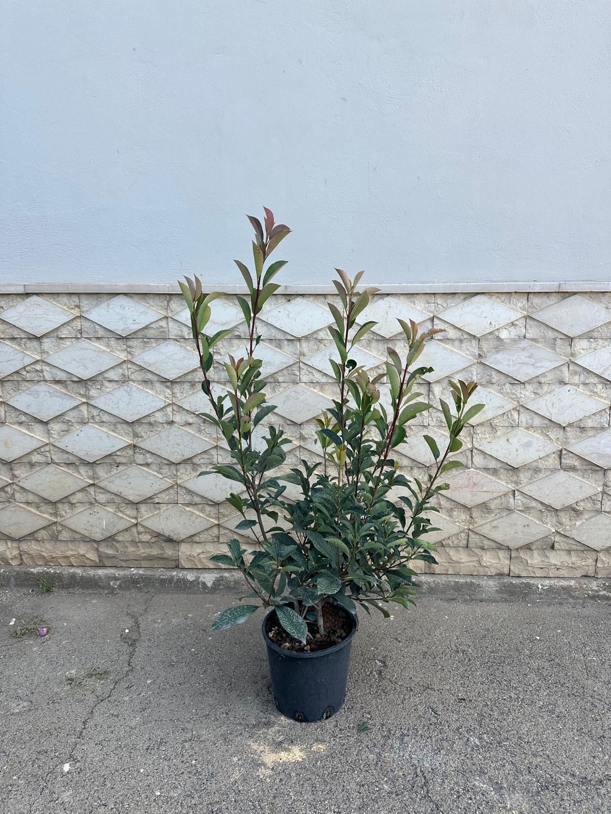 Arbusto verde in un vaso nero, contro un muro e un marciapiede strutturati.