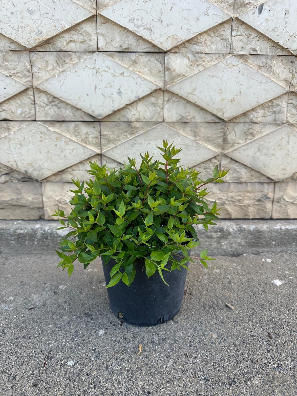 Arbusto verde in un vaso nero su uno sfondo di cemento grigio.