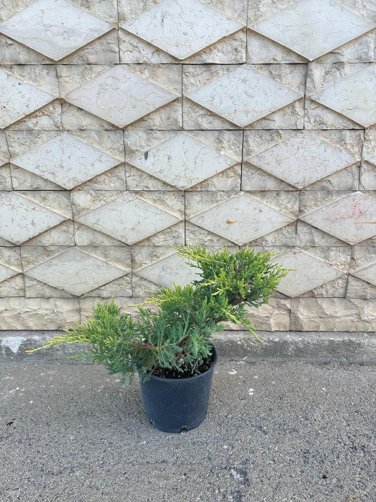 Piccolo arbusto sempreverde in un vaso nero, di fronte a un muro di cemento con motivo a rombi.
