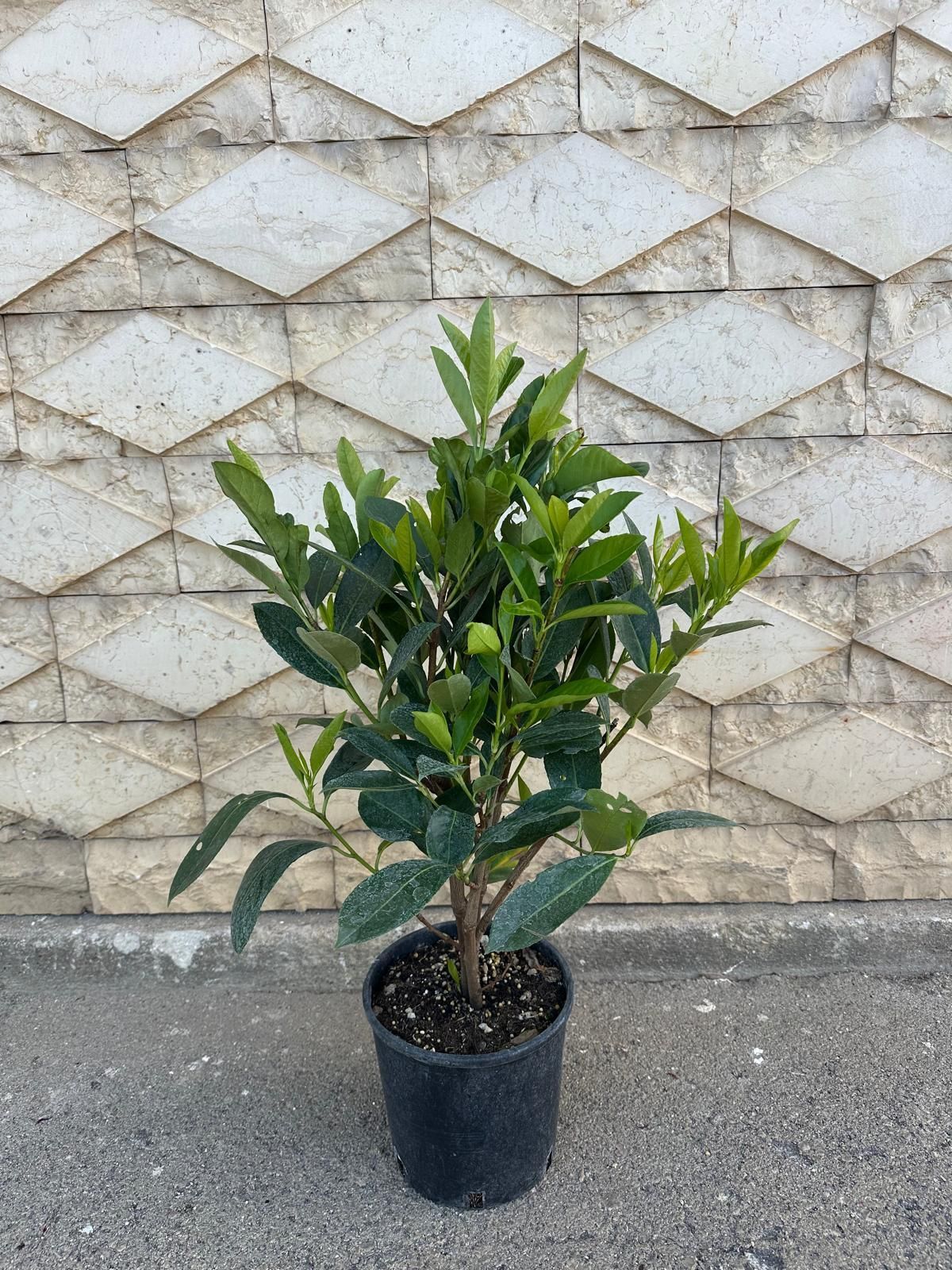 Un albero di alloro verde in un vaso nero, appoggiato su una parete beige testurizzata.