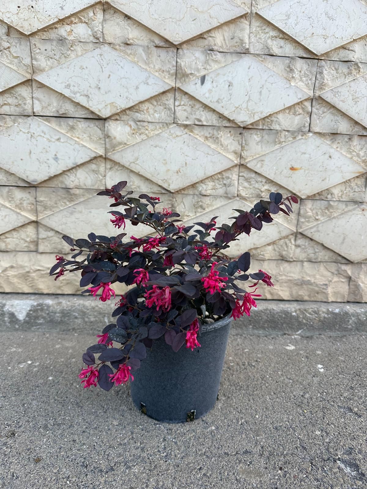 Arbusto viola scuro con fiori rosa in un vaso nero, appoggiato a un muro di mattoni decorato.