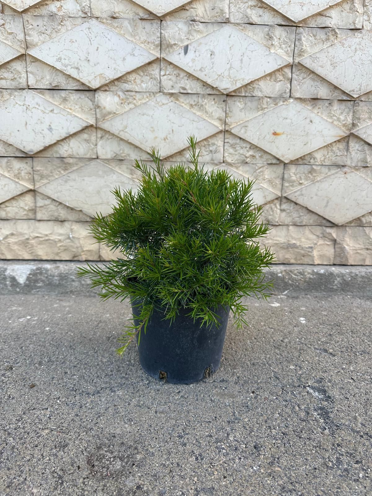 Un cespuglio verde in un vaso nero su cemento grigio, di fronte a un muro bianco decorato con motivi a rombi.