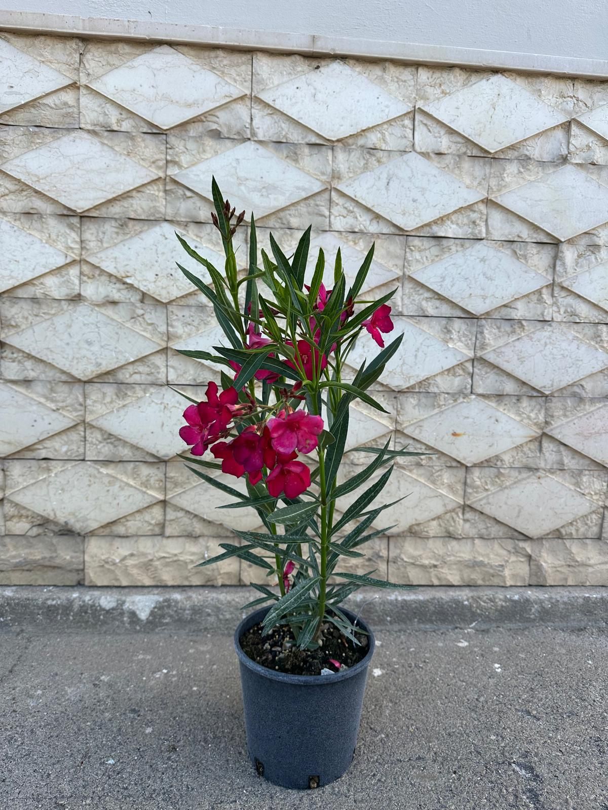 Pianta di oleandro con vivaci fiori rosa in un vaso nero, appoggiata a una parete decorata.