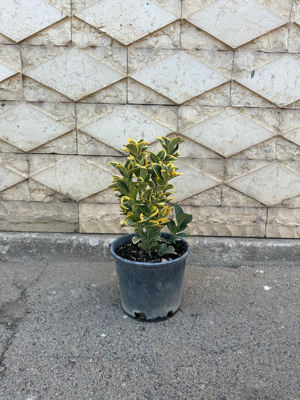 Piccola pianta in vaso con fogliame giallo-verde contro una parete a forma di diamante.