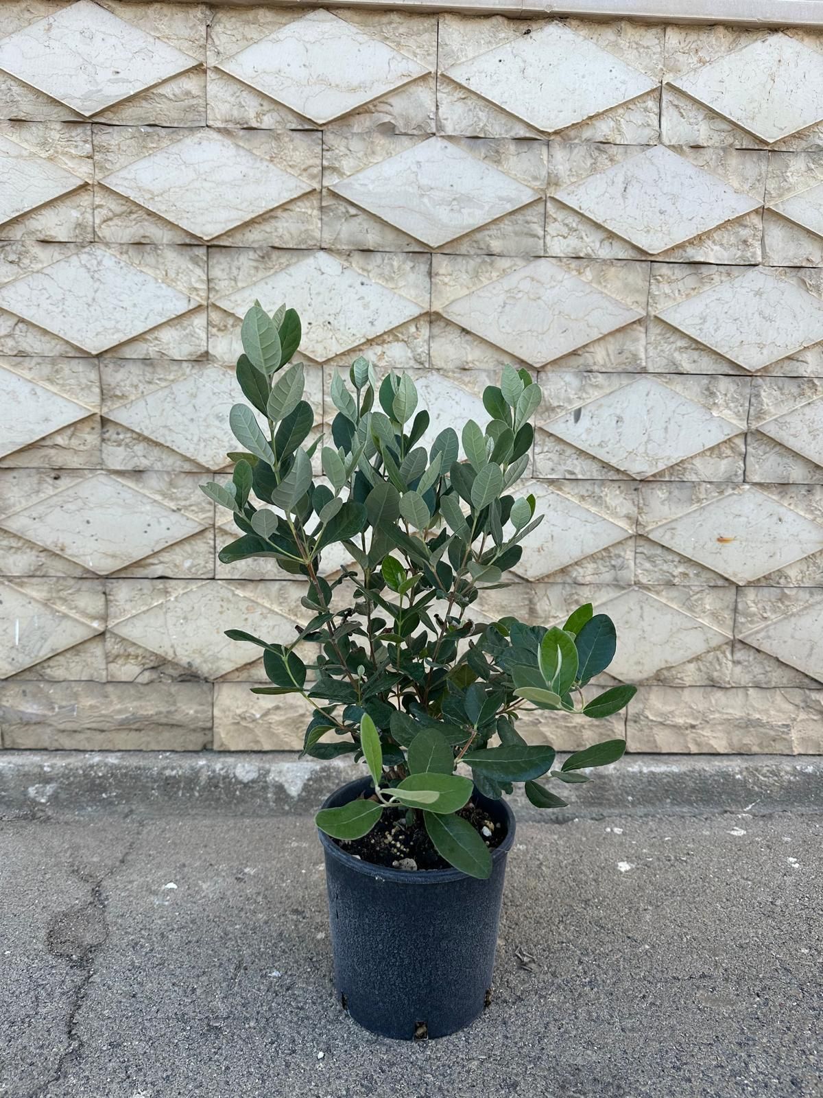 Un arbusto in vaso con foglie grigio-verdi è posizionato di fronte a un muro di mattoni chiari su una superficie di cemento.