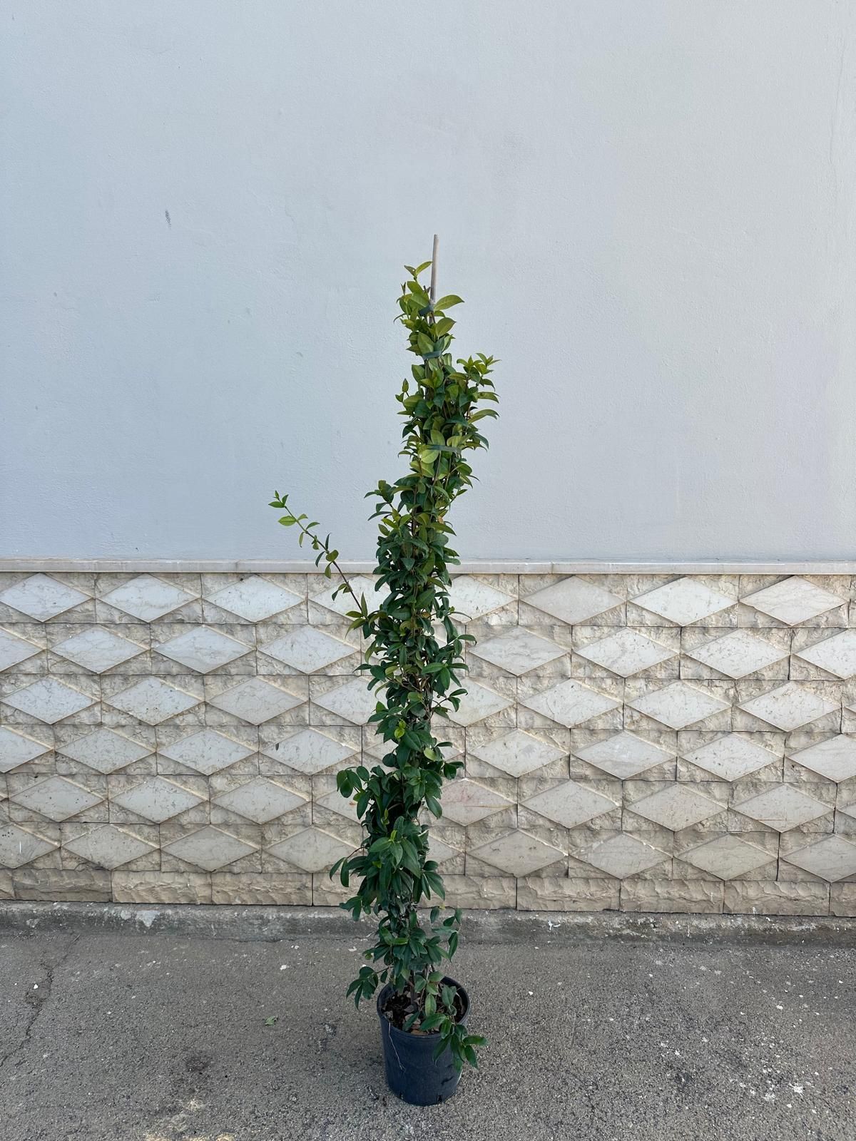 Pianta rampicante verde in un vaso nero contro un muro grigio.