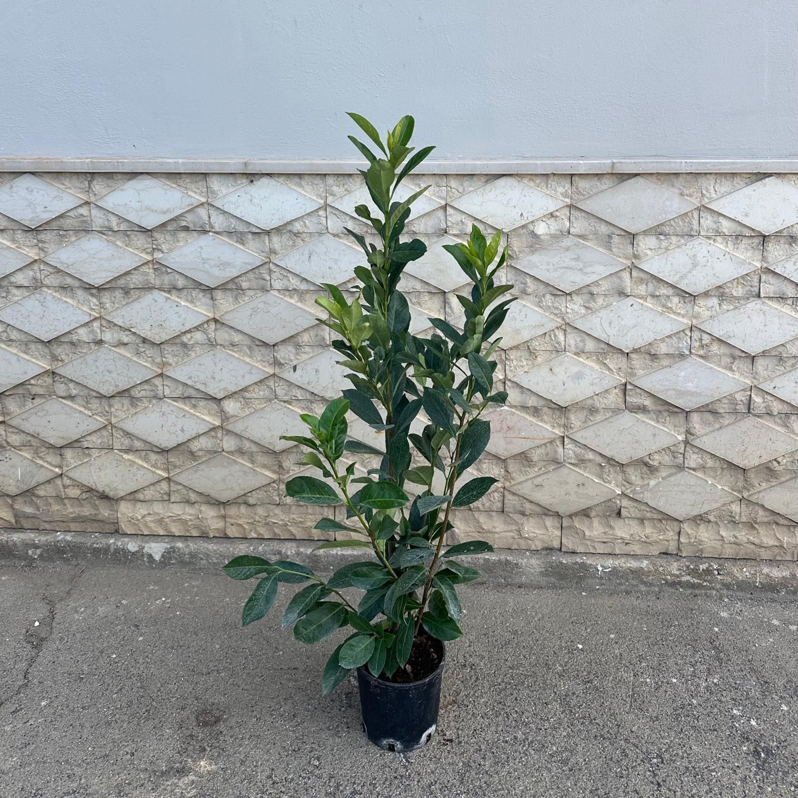 Un'alta pianta verde in un vaso nero, posta contro un muro con motivi grigi e bianchi su asfalto.