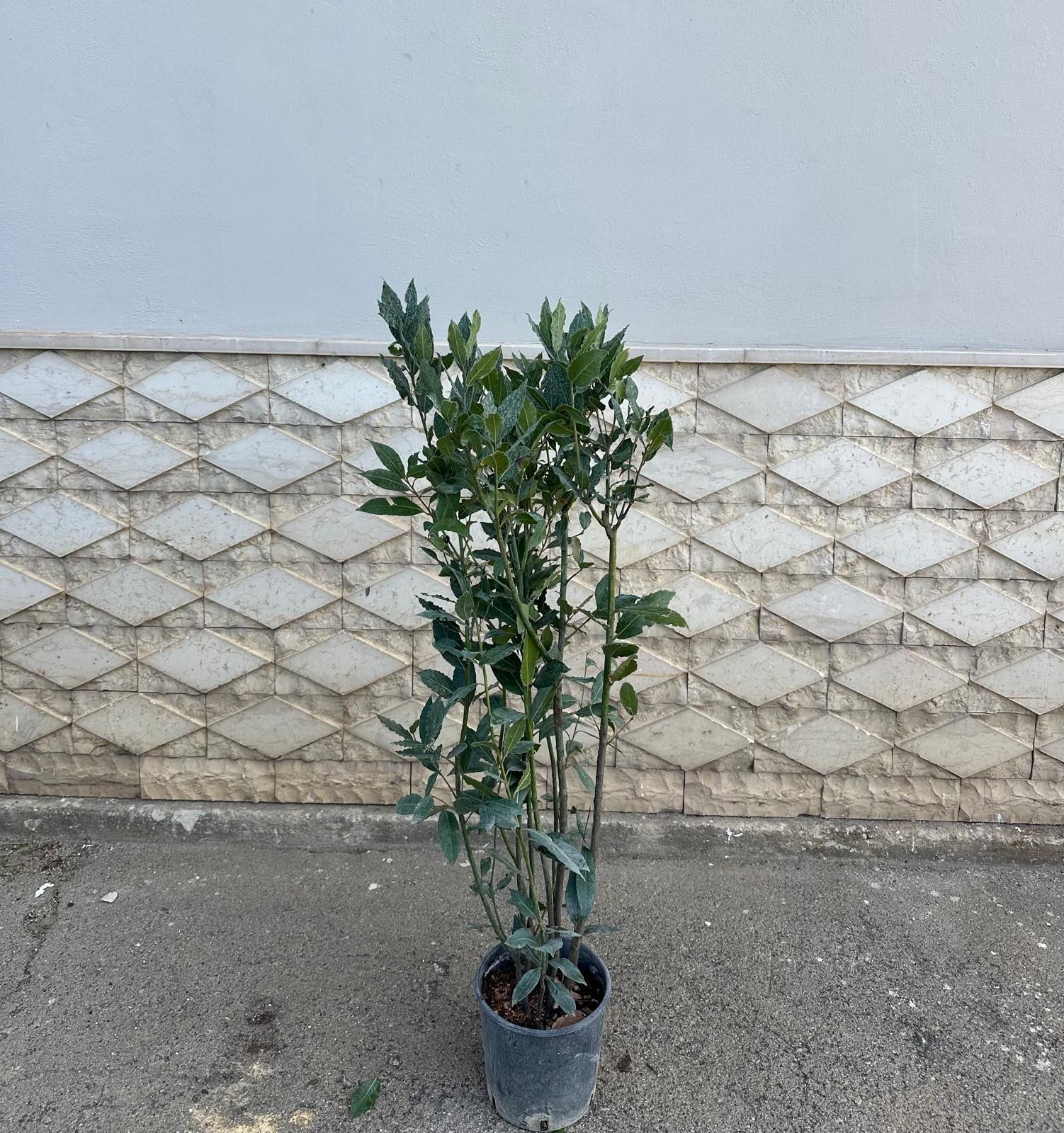 Una pianta di alloro in vaso è appoggiata a una parete ruvida. Ha foglie verdi e steli sottili.