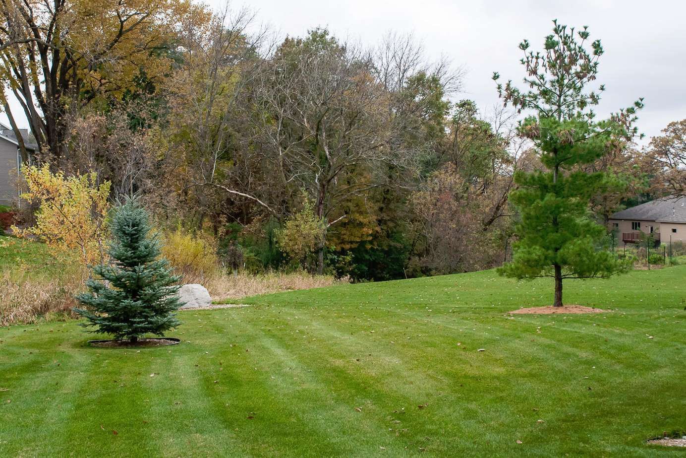 Lush green lawn with trees, including a small blue spruce and a taller evergreen, backed by fall foliage.