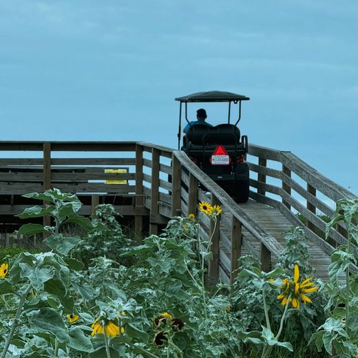 Person in a golf cart on a wooden ramp above a field of sunflowers under a cloudy blue sky