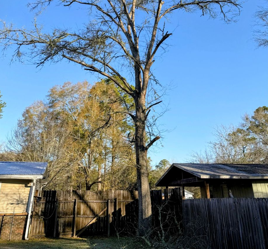 A large, bare tree stands tall against a bright blue sky between two residential buildings and a wooden fence.