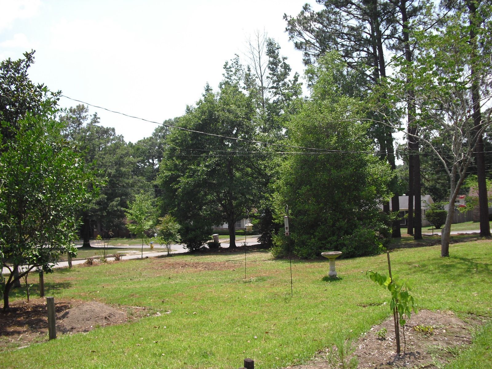 A sunlit backyard with a grassy lawn, various trees, a birdbath, and small garden beds.
