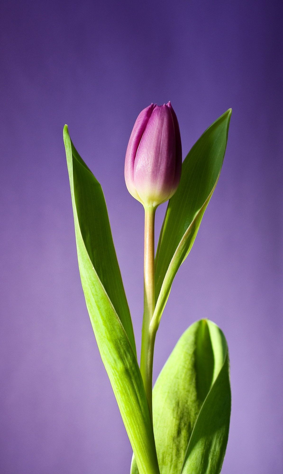 Purple tulip bud with green leaves against a purple background