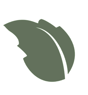 A green leaf with a white stripe on a white background.